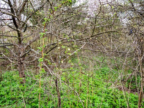 Underbrush Clearing in Sioux Falls
