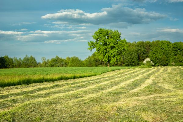 Vegetation Removal in Sioux Falls