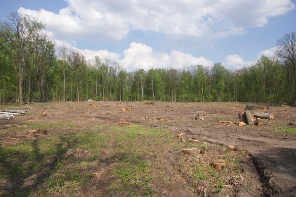 Pasture Clearing in Sioux Falls