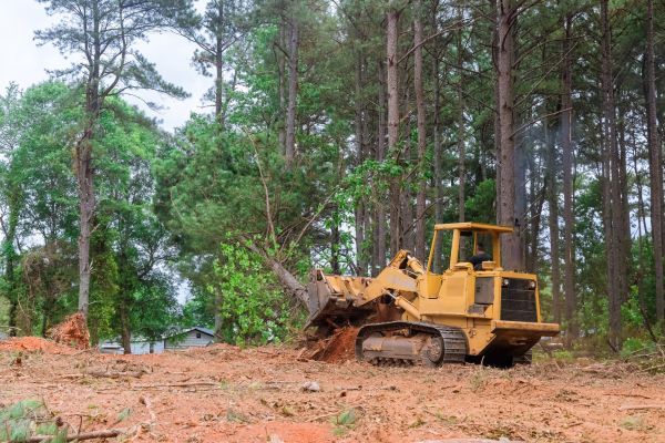 Forest Thinning in Sioux Falls