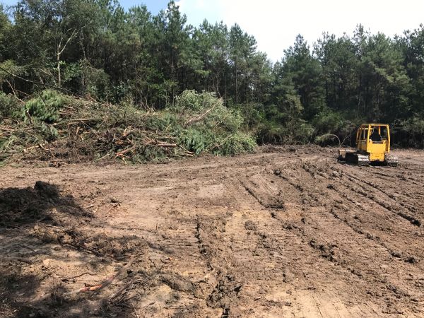 Thicket Clearing in Sioux Falls